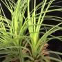 Tillandsia tricolor var. melanocrater.