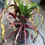 Codiaeum Sagittarius.