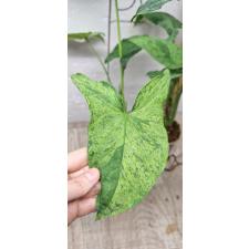 Syngonium Mottled Mojito