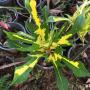 Codiaeum Tri Thong.