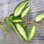 Hoya macrophylla ' Pot of Gold '        314