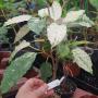 Ficus altissima 'Snow Storm'