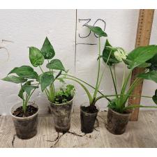 alocasia cucullata variegated