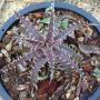T. Kacey (bulbosa x butzii) 43