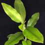 Hoya obtusifolia ' Baan Krood ' Prachuab Thailand       638