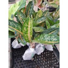 Aglaonema Indiana King A-30