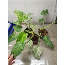philodendron giganteum variegated