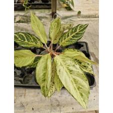 Aglaonema T21 Lucky