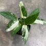 Schismatoglottis sp.(T03)(white variegated