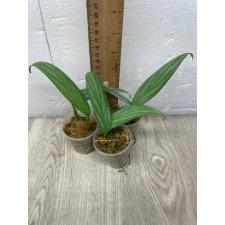Philodendron Silver Spirit s