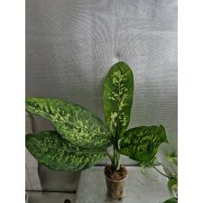 Dieffenbachia Sethee Roenthong стакан Д