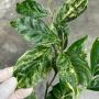 Elaeagnus latifolia ‘Marble