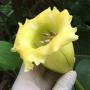 Solandra grandiflora