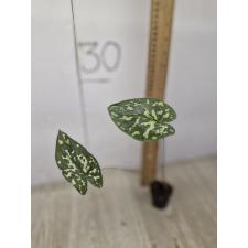 Alocasia Hilo Beauty (Xanthocaladium Hilo Beauty)