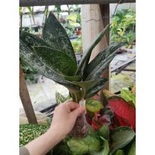Aglaonema Chatra Mongkol (green petiole) 5А