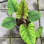 Homalomena sp.(T06)(Indonesia