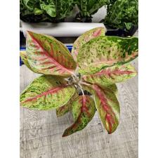 Aglaonema Maha Sethee A-80