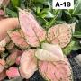 Aglaonema  Baby Pink  A-19