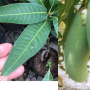 Mangifera indica 'Lin Ngu Hao'.