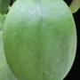 Hoya sp.685             685