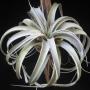 T. xerographica (M) 279