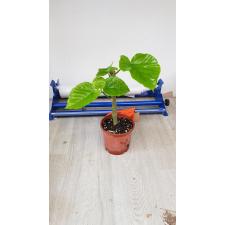 Ficus Umbellata черенки свежесрезанные  350р