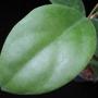 Hoya mindorensis (soft pink flower)             669