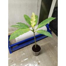 Codiaeum Ben Vergara