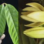 Enicosanthum sp.(T01)(seedling)