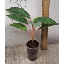 Aglaonema Fine green line variegated A-136