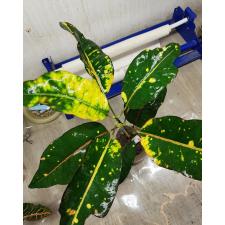 Codiaeum Sethee Muang Korn 66