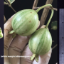 Psidium guajava (white margin) albomarginata