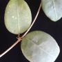 Hoya ovalifolia                 188