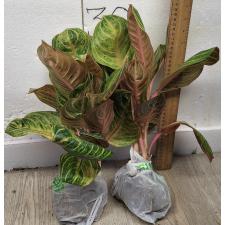 Аглаонема Сиам Перфект Таиланд / Aglaonema Siam Perfect Thailand A-100