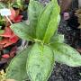 Aglaonema  Silver Rose (black) A-73