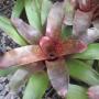 Neoregelia Charm (Bromeliad) 203