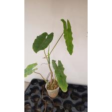 Philodendron paraiso verde pot 1200р