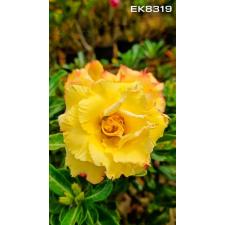 Adenium EK 8319