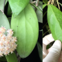 Hoya erythrostemma (pure white) No.2 (long leaf)(#880).