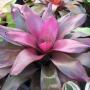 Neoregelia Purple Star (M) (Bromeliad) 225