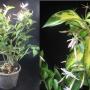 Jasminum nitidum variegata