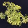 Polypodium hybrid (T01)