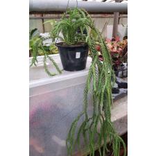 huperzia sp 9 pot