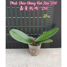 Phal. Chia-Shing Hot Kiss '256' 2.5"