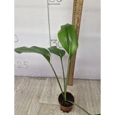 Eucharis grandiflora 