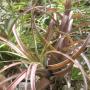 T. capitata (aff. Marron) 40