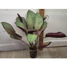 Калатея вагината / Calathea vaginata