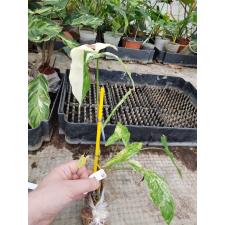 Syngonium sp.(T01) white leaf albo-variegatum 661