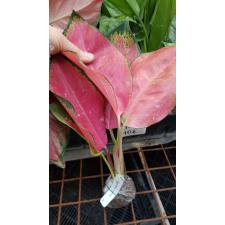 Aglaonema Chang Daeng.17