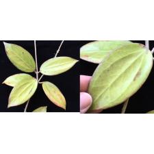 Hoya sp.649 (aff subquintuplinervis)   #649
